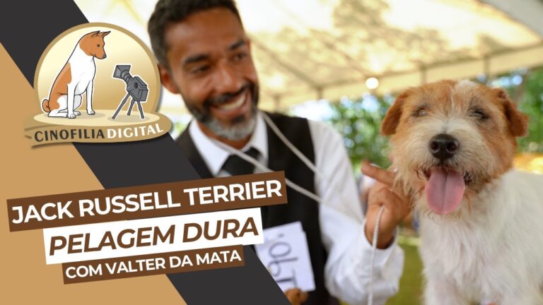 O Charme do Jack Russell Terrier Pelo Duro: Descubra suas Características!